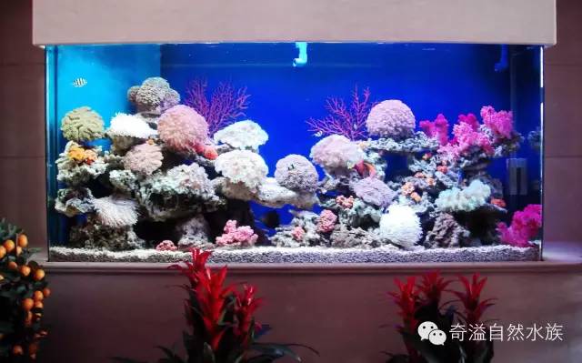 鱼缸摆放位置与属相,鱼缸的摆放位置以及风水影响