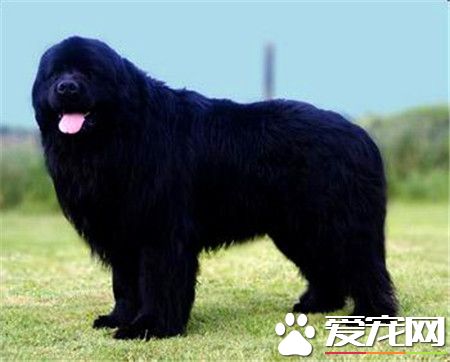 纽芬兰犬属于什么犬种,纽芬兰犬为什么温和