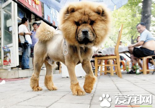 黑色松狮犬和金色松狮犬哪个好,松狮犬的性格特点