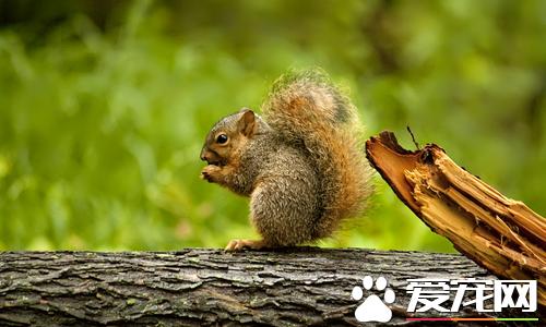 松鼠有哪些生活习性松鼠有贮藏食物的习惯