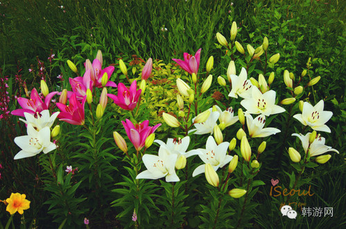 韩国自由行4天,韩国五日游自由行攻略