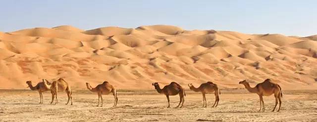 这几个国家太诱惑,直飞、免签、路边就能吃到米其林、国家公园免费一整年,是时候策划一场明年的旅行了!