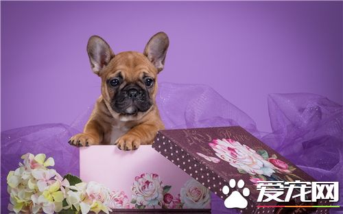 法国斗牛犬简称斗牛还是法斗,法国斗牛犬有什么颜色