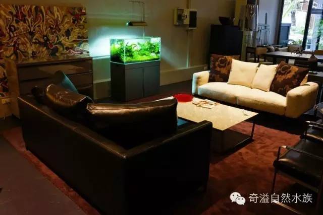 鱼缸摆放位置与属相,鱼缸的摆放位置以及风水影响