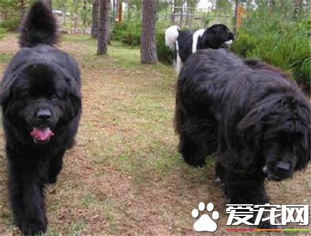 纽芬兰犬智商高吗还是非常聪明的狗狗