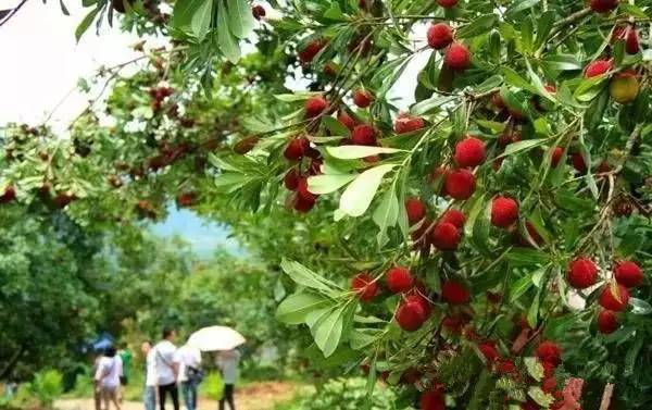 2017叨位“七桃”？看这里，拿走不谢！