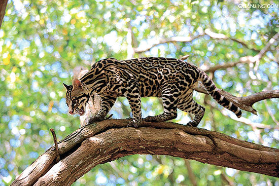 平泉现濒危豹猫咬死百余只鸡、太平庄一路段将断交······12.21承德新闻集萃！