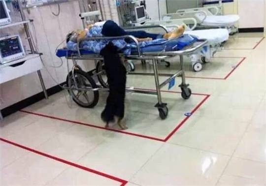 狗狗洗澡没吹干生病了怎么办,狗狗生病了舔自己是什么原因