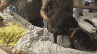 狗狗洗澡没吹干生病了怎么办,狗狗生病了舔自己是什么原因