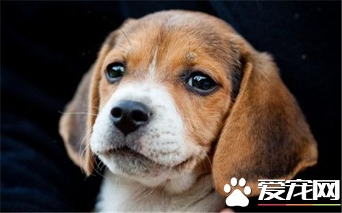 比格犬是大型犬吗比格犬成年多大,比格犬打猎怎么样