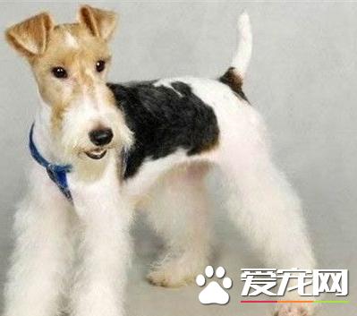 刚毛猎狐梗剪毛怎么办,刚毛猎狐梗拔毛技巧