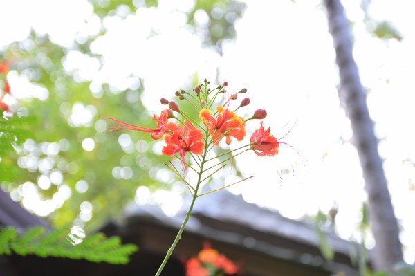 难忘蜜月结局,苏梅岛蜜月旅行