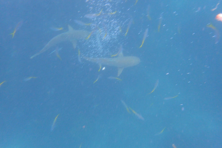 帕劳怎么玩,我来教你怎么玩打野