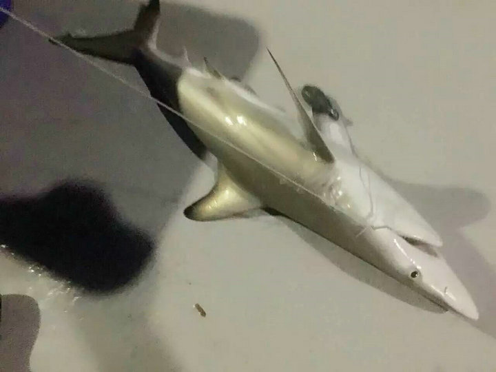 帕劳怎么玩,我来教你怎么玩打野