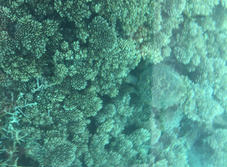 毛里求斯异域风情感受,毛里求斯自驾游