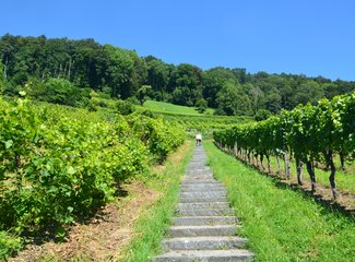 鲜花在脚下，雪山在前方——小淘淘2016年暑假瑞士徒步记