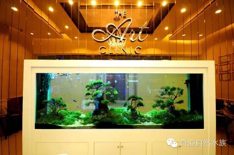 鱼缸摆放位置与属相,鱼缸的摆放位置以及风水影响