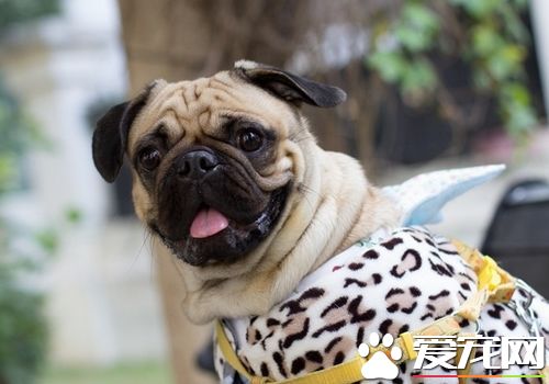 巴哥犬掉毛厉害怎么整,巴哥犬掉毛严重怎么解决