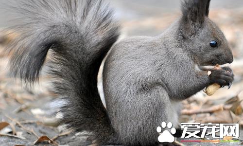 松鼠有哪些生活习性松鼠有贮藏食物的习惯