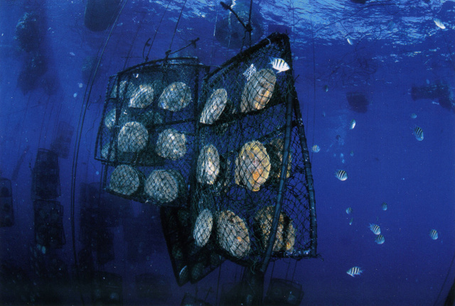 蓝色大海美人鱼珍珠,蓝色大海里面的珍珠