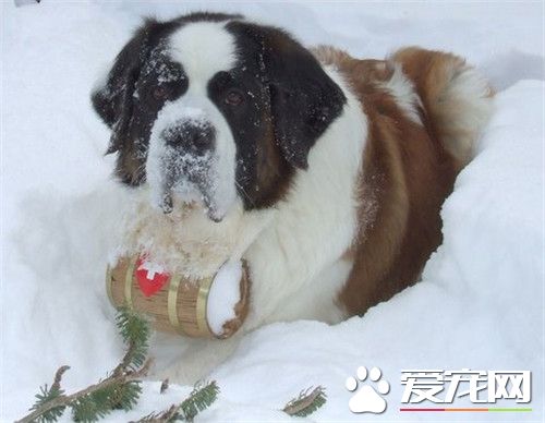 圣伯纳犬凶不凶,长毛圣伯纳和短毛圣伯纳