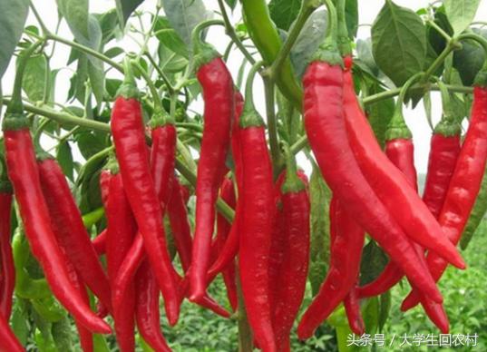 农村孩子冬天长冻疮,农村治冻疮的植物