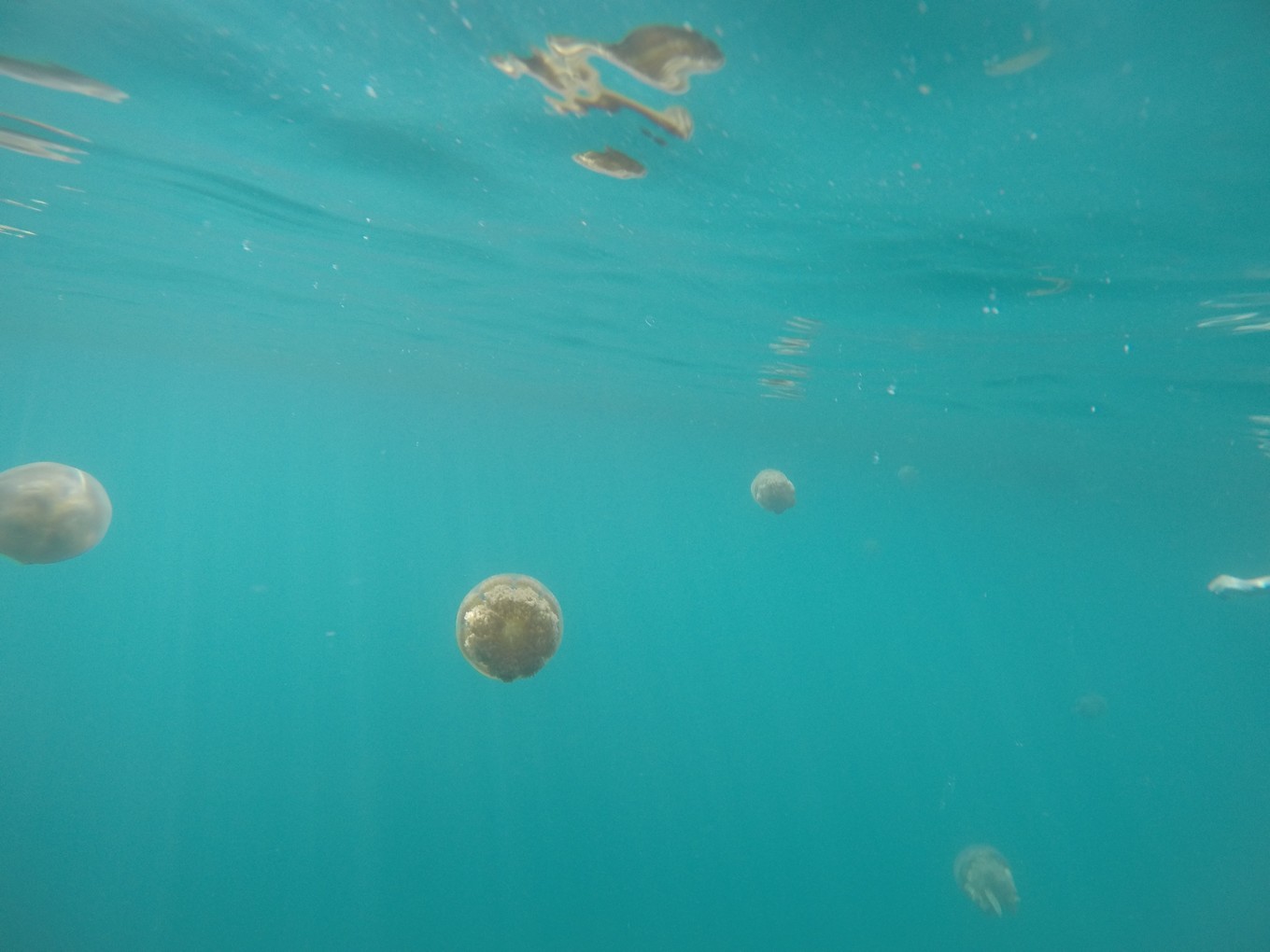 帕劳旅行攻略大全图文,帕劳旅行攻略图文大全