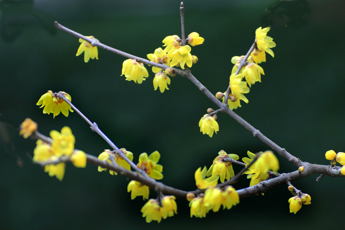 30种小植物,有大作用却很少有人知道的植物