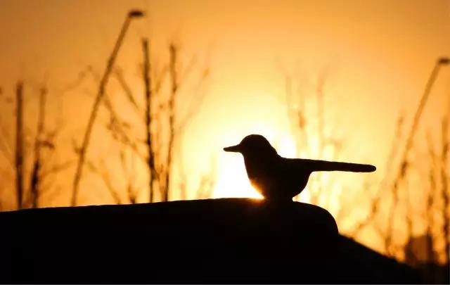 闃冲厜娴翠竴鏃ユ父鏀荤暐,闃冲厜娴翠竴鏃ユ父