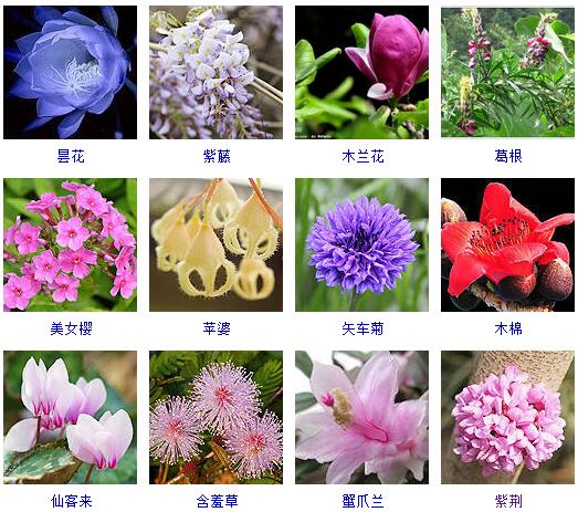 这里有500种花卉等你来认领！很多人都收起来当宝典啦！