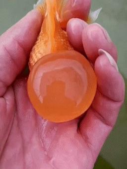 罕见皇冠珍珠，极品观赏鱼！肉瘤大小和价格关系解读