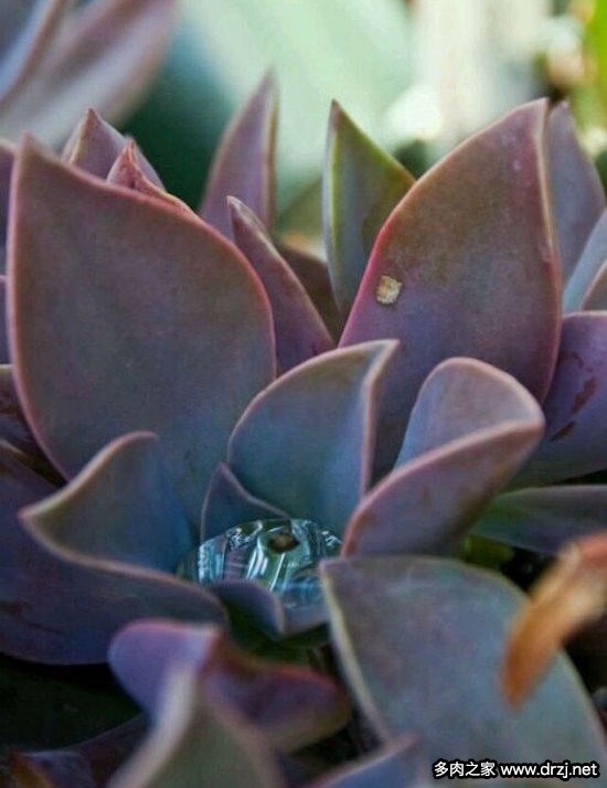多肉品种是怎么杂交出来的,跨物种杂交成功的有哪些