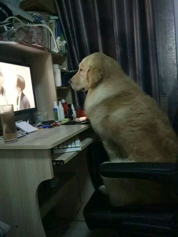 养只金毛有什么好处,养一只金毛真实感受