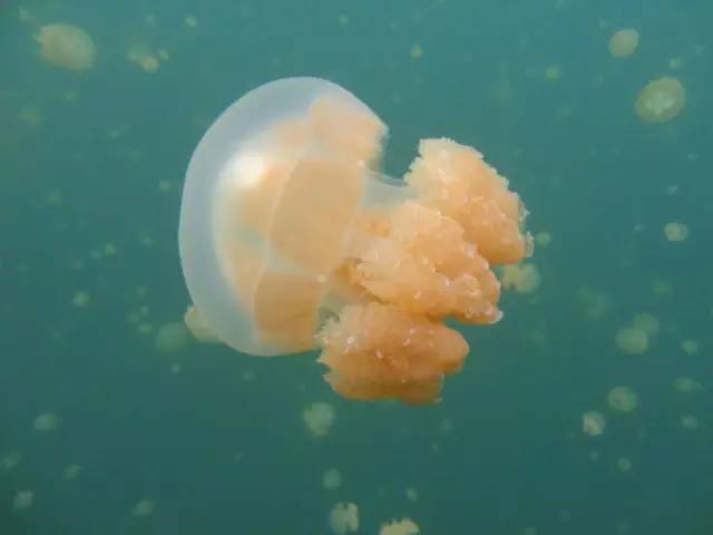 帕劳除了潜水还可以玩什么,在帕劳旅行发现帕劳潜水之美