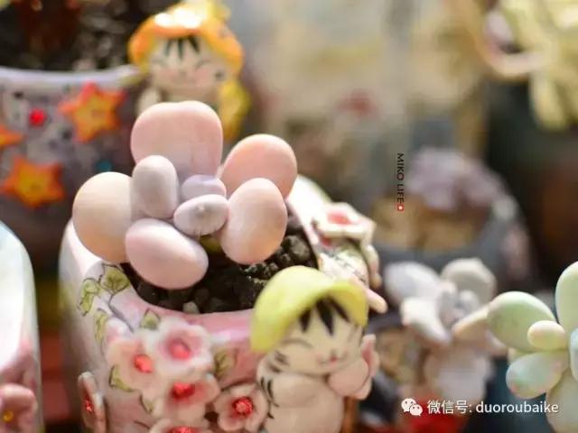 养肉路上不孤独，这些多肉趣事，你遇到过吗？