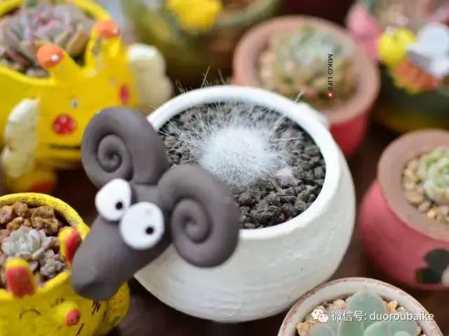 养肉路上不孤独，这些多肉趣事，你遇到过吗？