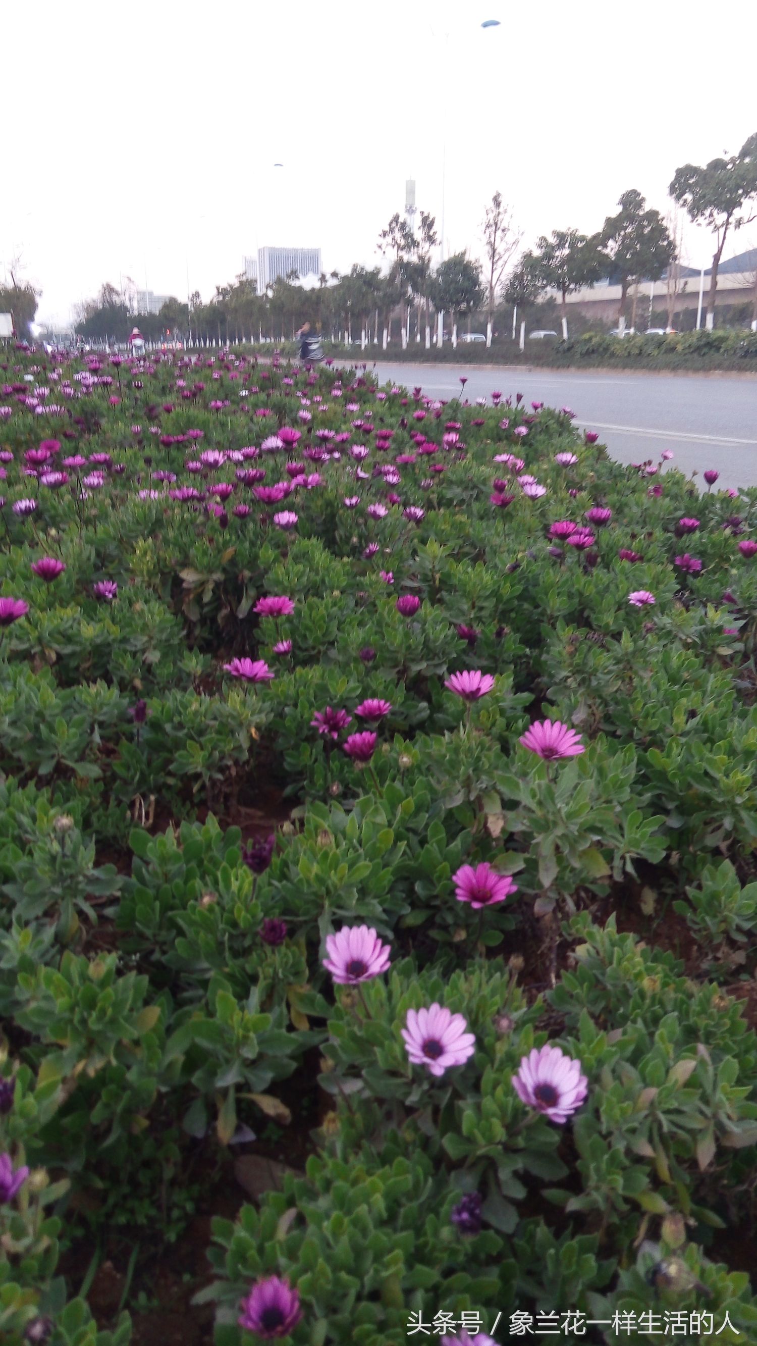 身体健康从步行开始,健康从步行开始