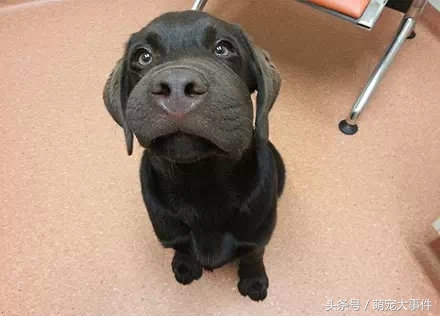 被蜜蜂蜇的狗狗原视频,黑狗狗被蜜蜂蜇了