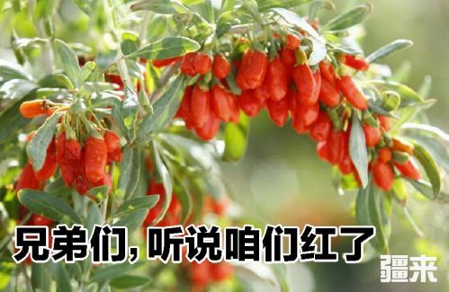 “阿布拉馕”将代表神秘东方力量冲向国际，真的么？