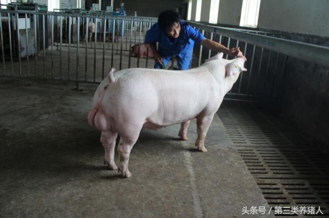 种公猪的睾丸有营养吗,种公猪饲料营养表