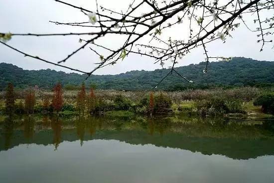 元旦跨年广州去哪玩免费,元旦去哪儿玩广州附近