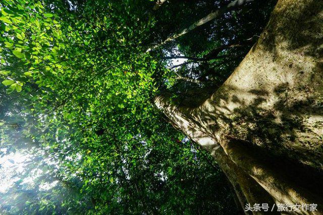 西双版纳避寒城市,冬日西双版纳市区