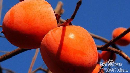 农村种什么果树赚钱快又好养,三农种植致富技术果树