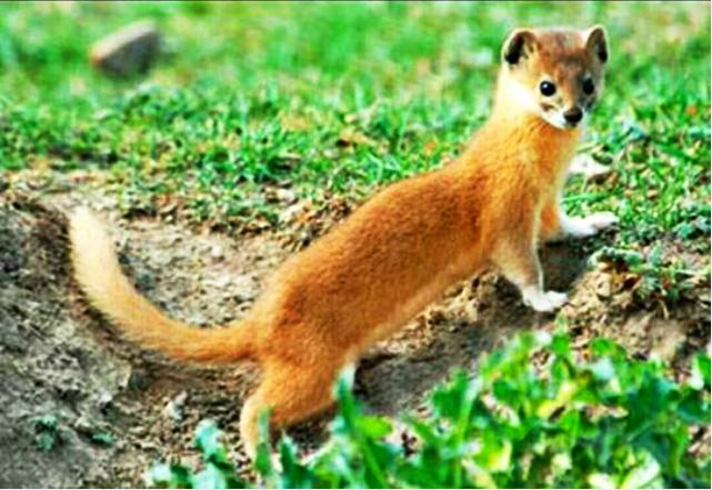 放生黄鼠狼的果报,救黄鼠狼果报