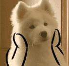 分享·听说圣诞节要来了，吃了这波毒安利