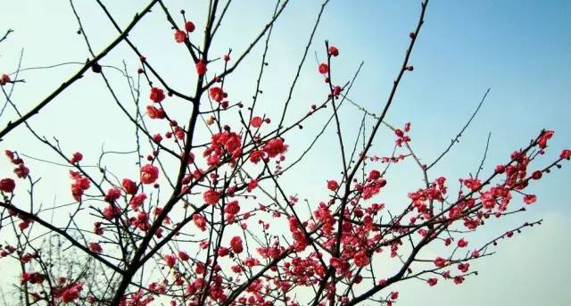 中国十大名花怎么选的,十大名花里面哪个最难种