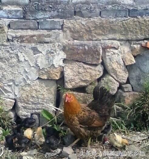 醉美罗山丨周*党**镇：东街姜冲大湾的那些往事