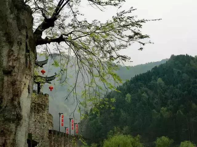 当新西兰的空气叫卖到699元每罐的时候，咱婺源人民不淡定了！