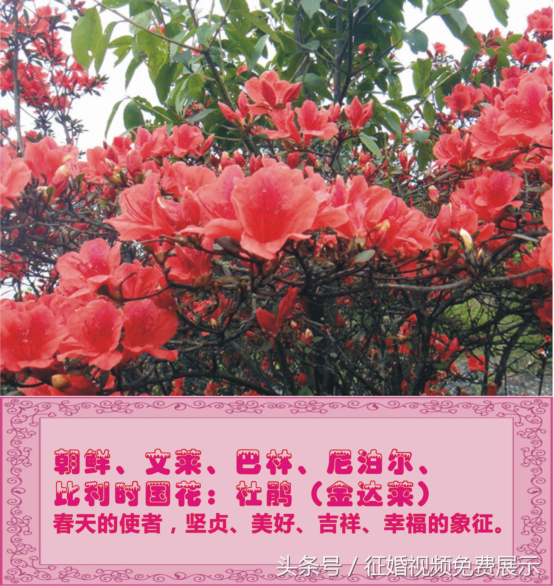 各国国花及象征意义,世界各国国花及寓意