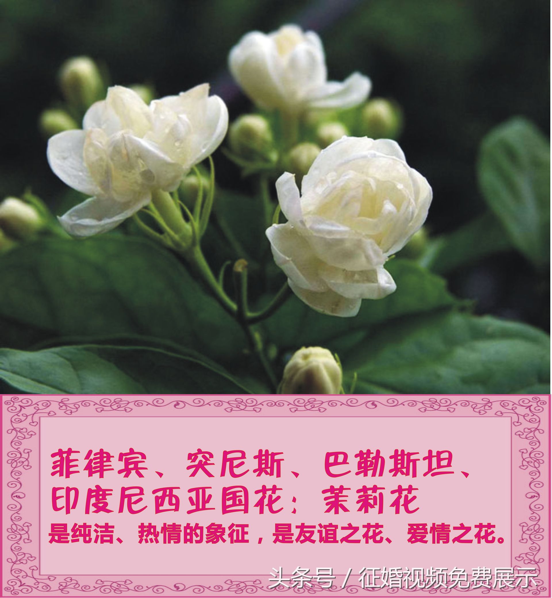 各国国花及象征意义,世界各国国花及寓意